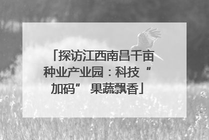 探访江西南昌千亩种业产业园：科技“加码” 果蔬飘香